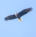 The American Bald Eagle has made an incredible comeback from the brink of extinction Royalty Free Stock Photo