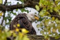 American Bald Eagle in HDR High Dynamic Range Royalty Free Stock Photo