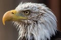 American Bald Eagle head. Eagle face portrait in close-up profile Royalty Free Stock Photo