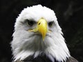 American bald eagle head with intense look Royalty Free Stock Photo