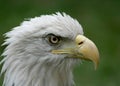 American Bald Eagle Head Shot with blurred Green background in Naperville, IL Royalty Free Stock Photo