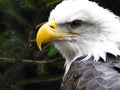 American bald eagle head with intense look Royalty Free Stock Photo