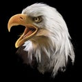 The American bald eagle, head. Watercolor drawing Royalty Free Stock Photo