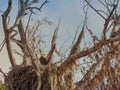 American Bald Eagle in his Moss Decorated Nest