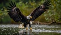 American bald eagle hunting. AI generated. Royalty Free Stock Photo
