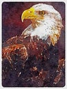 American Bald Eagle Illustration Royalty Free Stock Photo
