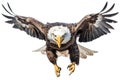 American bald eagle isolated on white background. Eagle looking for attack.