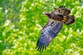 American Bald Eagle Juvenile Royalty Free Stock Photo