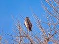 Perched American Bald Eagle - Juvenile