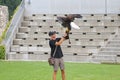 American Bald Eagle landing on falconer during the Eagle show