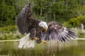 American Bald Eagle