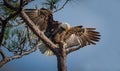 American Bald Eagle landing Royalty Free Stock Photo