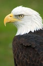 American Bald Eagle Left Royalty Free Stock Photo