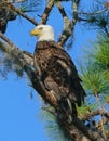 American bald eagle looking left while perched on pine tree branch with bright blue sky background Royalty Free Stock Photo