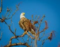 American bald eagle looking for mate, facing right Royalty Free Stock Photo