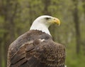 American Bald Eagle Looking over his Shoulder Royalty Free Stock Photo