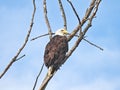 American Bald Eagle: An American bald eagle looks to the side while perched in a dead tree with a blue sky Royalty Free Stock Photo