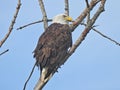 American bald eagle: Majestic American symbol bald eagle bird of prey raptor perched on a bare tree branch Royalty Free Stock Photo