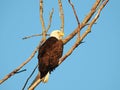American bald eagle: Majestic American symbol bald eagle bird of prey raptor perched on a bare tree branch on a sunny summer day Royalty Free Stock Photo