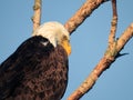 American bald eagle: Majestic American symbol bald eagle bird of prey raptor perched on a bare tree branch on a sunny summer day Royalty Free Stock Photo