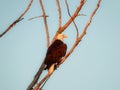 American bald eagle: Majestic American symbol bald eagle bird of prey raptor perched on a bare tree branch on a sunny summer day Royalty Free Stock Photo