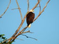 American bald eagle: Majestic American symbol bald eagle bird of prey raptor perched on a bare tree branch on a sunny summer day Royalty Free Stock Photo