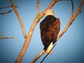 American bald eagle: Majestic American symbol bald eagle bird of prey raptor perched on a bare tree branch on a sunny summer day Royalty Free Stock Photo