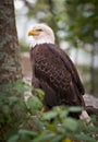 American Bald Eagle Nature Bird Wildlife Royalty Free Stock Photo