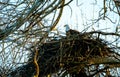 American Bald Eagle Nest in Winter Royalty Free Stock Photo