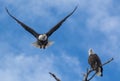 American Bald Eagle pair George and Gracie Royalty Free Stock Photo