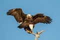 American Bald Eagle pair mating Royalty Free Stock Photo