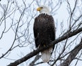 American Bald Eagle perched on a branch Royalty Free Stock Photo