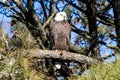 American Bald Eagle perched on a branch. Royalty Free Stock Photo