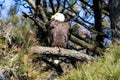 American Bald Eagle perched on a branch. Royalty Free Stock Photo