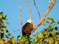 American Bald Eagle Perched in a Dead Tree in the Morning Sun Royalty Free Stock Photo