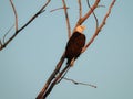 American Bald Eagle Perched in a Dead Tree in the Morning Sun Royalty Free Stock Photo