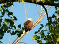 American Bald Eagle Perched in a Dead Tree in the Morning Sun Royalty Free Stock Photo