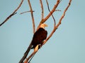 American Bald Eagle Perched in a Dead Tree in the Morning Sun Royalty Free Stock Photo