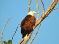 American Bald Eagle Perched in a Dead Tree in the Morning Sun Royalty Free Stock Photo