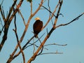 American Bald Eagle Perched in a Dead Tree in the Morning Sun Royalty Free Stock Photo