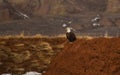 American Bald Eagle Perched On Hillside