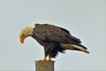 American Bald Eagle Perched on the piling Royalty Free Stock Photo