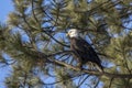 American bald eagle perched in a pine tree Royalty Free Stock Photo