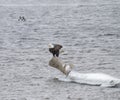 American Bald Eagle Perched on a Snag in the Mississippi River Royalty Free Stock Photo