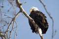 American Bald Eagle Royalty Free Stock Photo