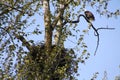 An American bald eagle perched on a tree branch Royalty Free Stock Photo