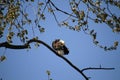 An American bald eagle perched on a tree branch Royalty Free Stock Photo