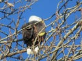 American bald eagle perched on tree branch 2022 Royalty Free Stock Photo