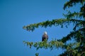 American bald eagle perched on a tree branch. Wide shot Royalty Free Stock Photo