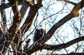 American Bald Eagle Perched in a Tree Royalty Free Stock Photo